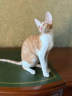 Котенок корниш -рекс