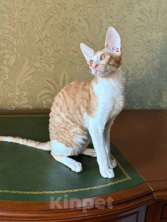 Кошки в Санкт-Петербурге: Котенок корниш -рекс Мальчик, Бесплатно - фото 1
