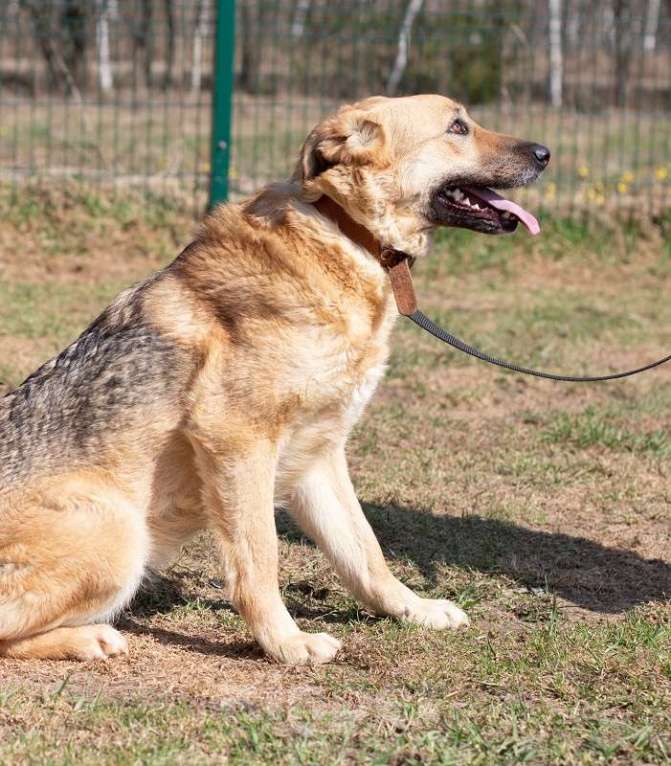Собаки в Москве: Панда. Обнимательная девочка Девочка, 1 руб. - фото 2