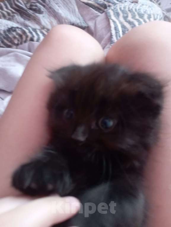 Кошки в Набережных Челнах: Котята Мальчик, 1 000 руб. - фото 3