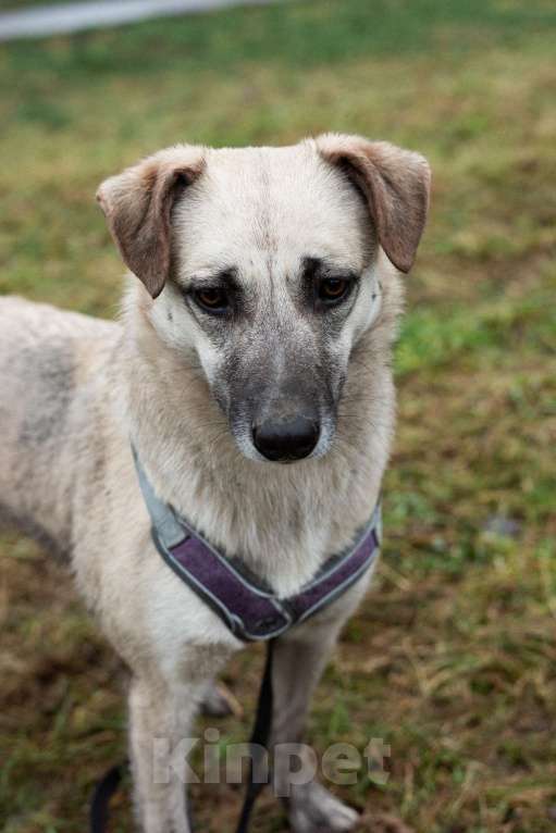 Собаки в Москве: Маленькая Венди Девочка, Бесплатно - фото 6