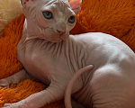 Кошки в Новокузнецке: Эльф котенок Мальчик, 50 000 руб. - фото 2