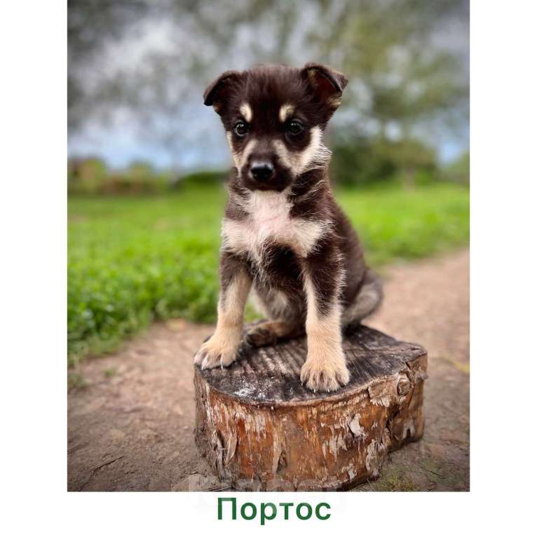 Собаки в Москве: Щенки от овчарки и хаски в добрые руки Мальчик, Бесплатно - фото 2