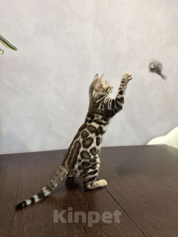 Кошки в Твери: Бенгальский котенок Мальчик, Бесплатно - фото 3