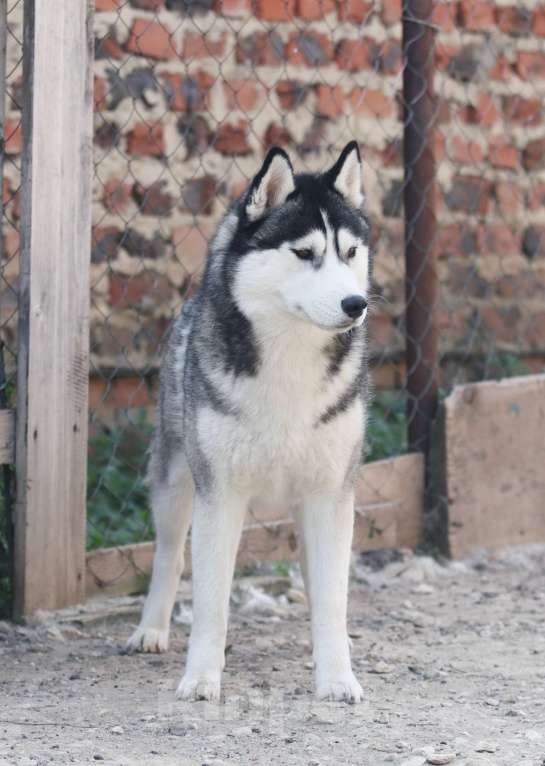 Собаки в Зарайске: хаски Девочка, 40 000 руб. - фото 2