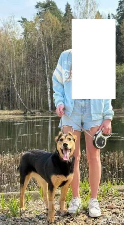 Собаки в Пушкино: отдам собаку Девочка, Бесплатно - фото 6