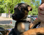 Собаки в Москве: Малышка Аврора  Девочка, 5 руб. - фото 1