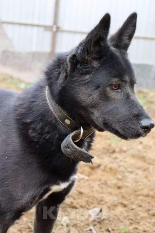 Собаки в Люберцах: Нереально красивая и умная собака Ассоль Девочка, Бесплатно - фото 5