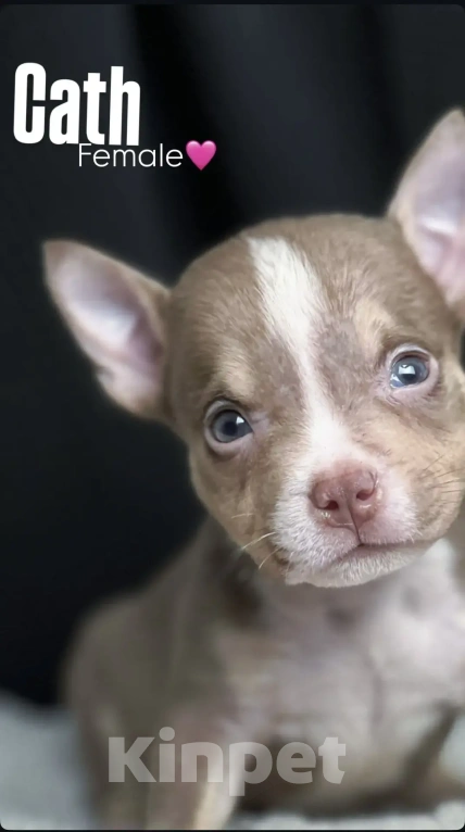 Собаки в Ростове-на-Дону: Американский булли щенки  Мальчик, 120 000 руб. - фото 8