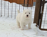 Собаки в Тюмени: Щенки алабая Мальчик, Бесплатно - фото 4