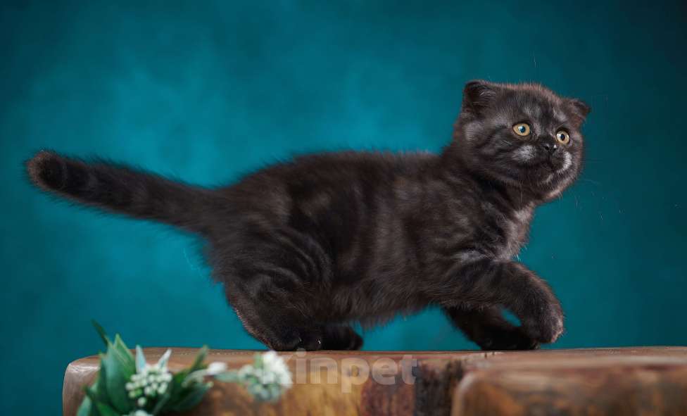 Кошки в Барнауле: Кошечка - фолд Тамара🖤 Девочка, Бесплатно - фото 5