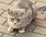 Кошки в Белгороде: Кошечка Муся ищет дом! Девочка, Бесплатно - фото 2