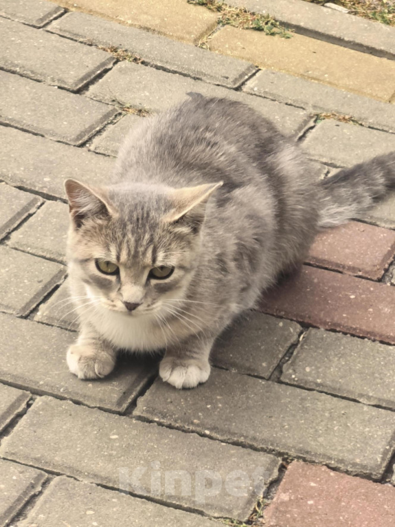 Кошки в Белгороде: Кошечка Муся ищет дом! Девочка, Бесплатно - фото 2