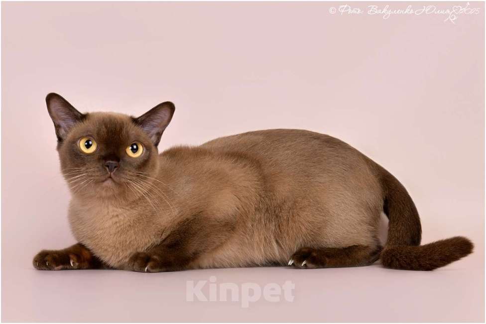 Кошки в Ростове-на-Дону: Американская Бурма котята Мальчик, Бесплатно - фото 5