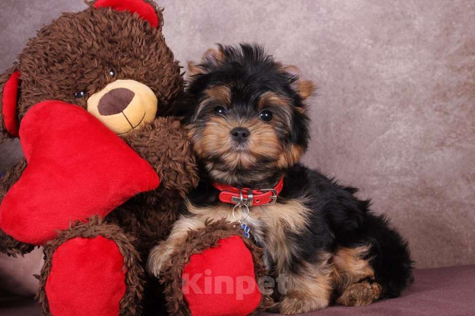 Собаки в Москве: Йоркширский породный красавчик Ютубик 🥰 РКФ Мальчик, 45 000 руб. - фото 7