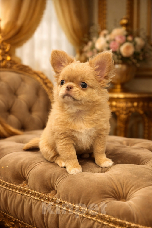 Собаки в Москве: Изабелла мальчик чихуахуа Мальчик, 70 000 руб. - фото 2