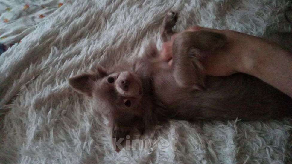 Собаки в Кировске (Мурманская область): Чихуахуа Грей Мальчик, 10 000 руб. - фото 2