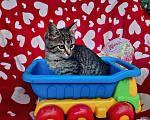 Кошки в Казани: Котенок мальчик Мальчик, Бесплатно - фото 1