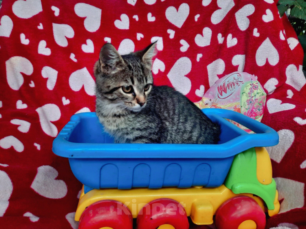 Кошки в Казани: Котенок мальчик Мальчик, Бесплатно - фото 1