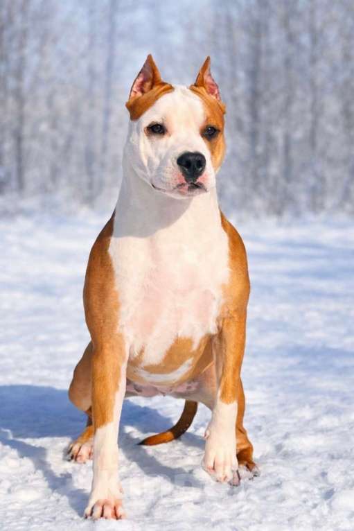 Собаки в Москве: Шикарная девочка амстаффа Девочка, 90 000 руб. - фото 6