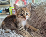Кошки в Саратове: Котёнок  Девочка, Бесплатно - фото 3