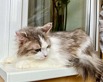 Кошки в Москве: Мелисса – пушистая кошечка в дар заботливым хозяевам Девочка, Бесплатно - фото 4