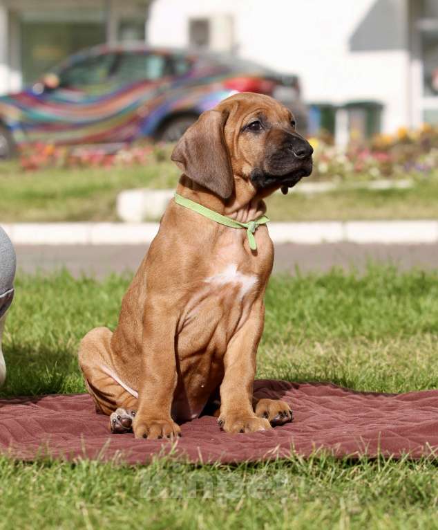 Собаки в Москве: Щенок родезийского риджбека  Девочка, Бесплатно - фото 6