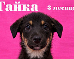 Собаки в Москве: Девочка щенок Гайка ищет дом Девочка, Бесплатно - фото 1