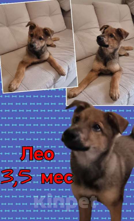 Собаки в Красногорске: Маленькие пушистые комочки счастья ищут свой дом! Разнополые, Бесплатно - фото 4