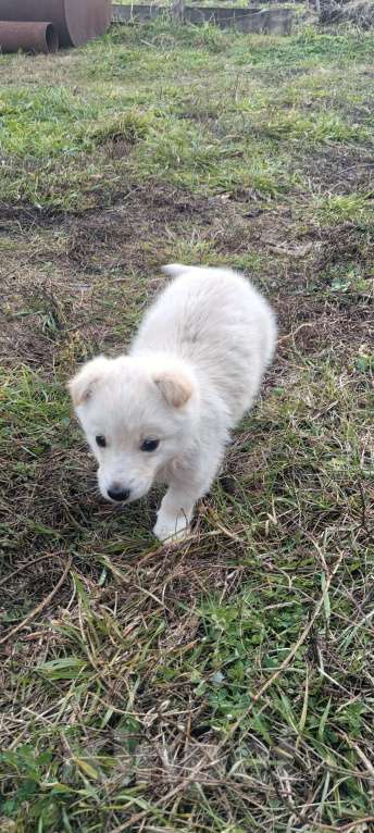 Собаки в Давлеканово: Отдам в любящие руки замечательного щеночка Девочка, Бесплатно - фото 1