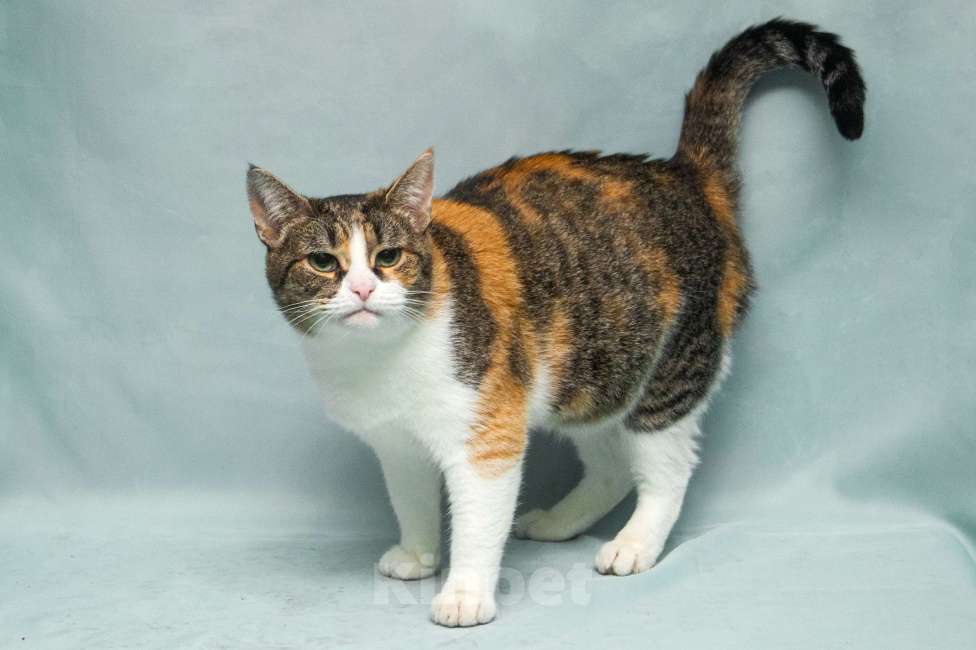 Кошки в Москве: Ума. Умная кошка Девочка, Бесплатно - фото 5