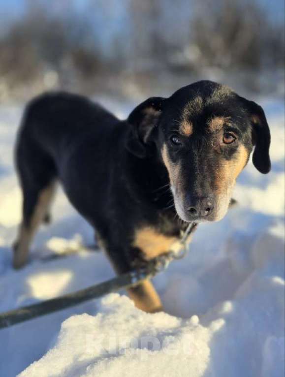 Собаки в Королеве: Габи – скромная и тихая собака. Девочка, Бесплатно - фото 2