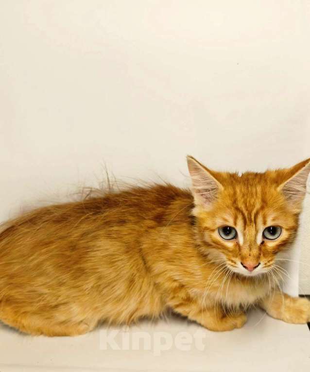 Кошки в Екатеринбурге: Котенок в добрые руки  Мальчик, Бесплатно - фото 2