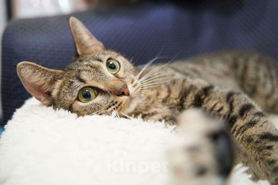 Кошки в Москве: Кошечка Ника ищет дом Девочка, Бесплатно - фото 2