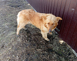 Собаки в Иркутске: Собака в добрые руки Девочка, Бесплатно - фото 1