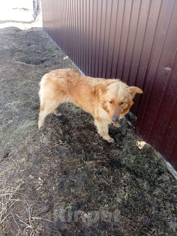 Собаки в Иркутске: Собака в добрые руки Девочка, Бесплатно - фото 1