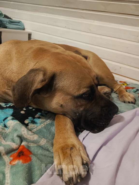 Собаки в других городах Московской области: Срочно в добрые руки ❗ Девочка, Бесплатно - фото 7