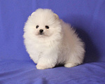 Собаки в Люберцах: Белый малыш шпица Мальчик, 50 000 руб. - фото 2
