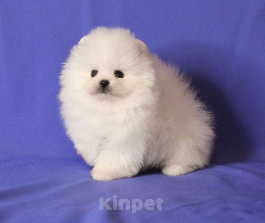 Собаки в Люберцах: Белый малыш шпица Мальчик, 50 000 руб. - фото 2