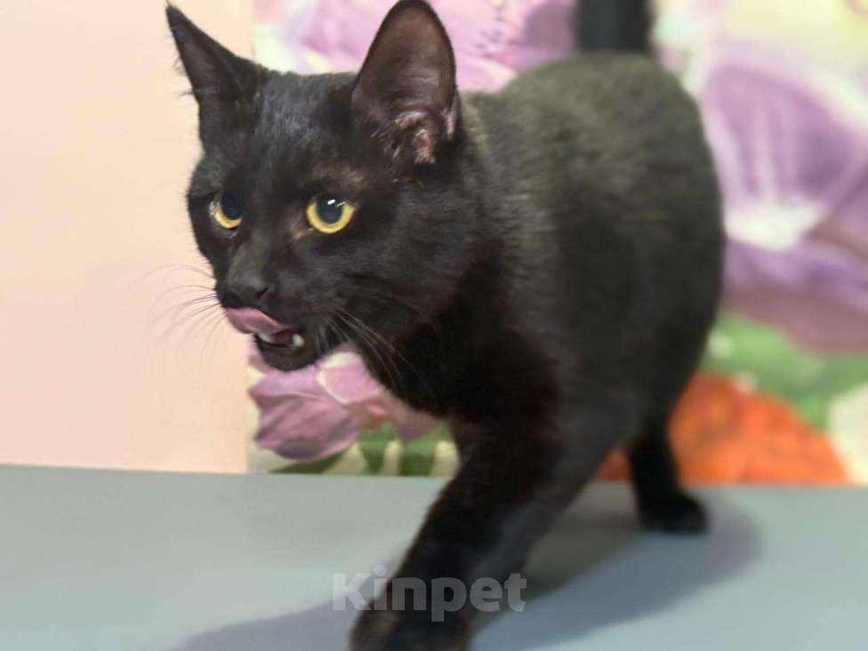 Кошки в Москве: Котенок Тося, 6 месяца в добрые руки Девочка, Бесплатно - фото 2