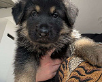 Собаки в Омске: Продаются щенки, подойдут для спорта, охраны и просто в любимцы  Мальчик, 55 000 руб. - фото 3