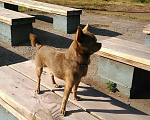 Собаки в Набережных Челнах: Вязка, 5 000 руб. - фото 6