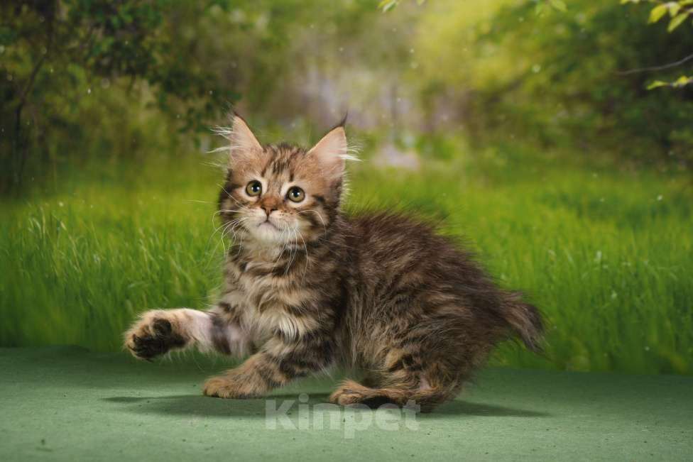 Кошки в Москве: эксклюзивные котята пиксибоба Девочка, 50 000 руб. - фото 5