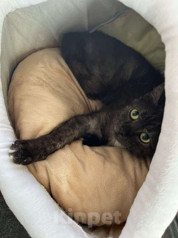 Кошки в Москве: Дымчатая британка Глаша – в поисках дома Девочка, Бесплатно - фото 3