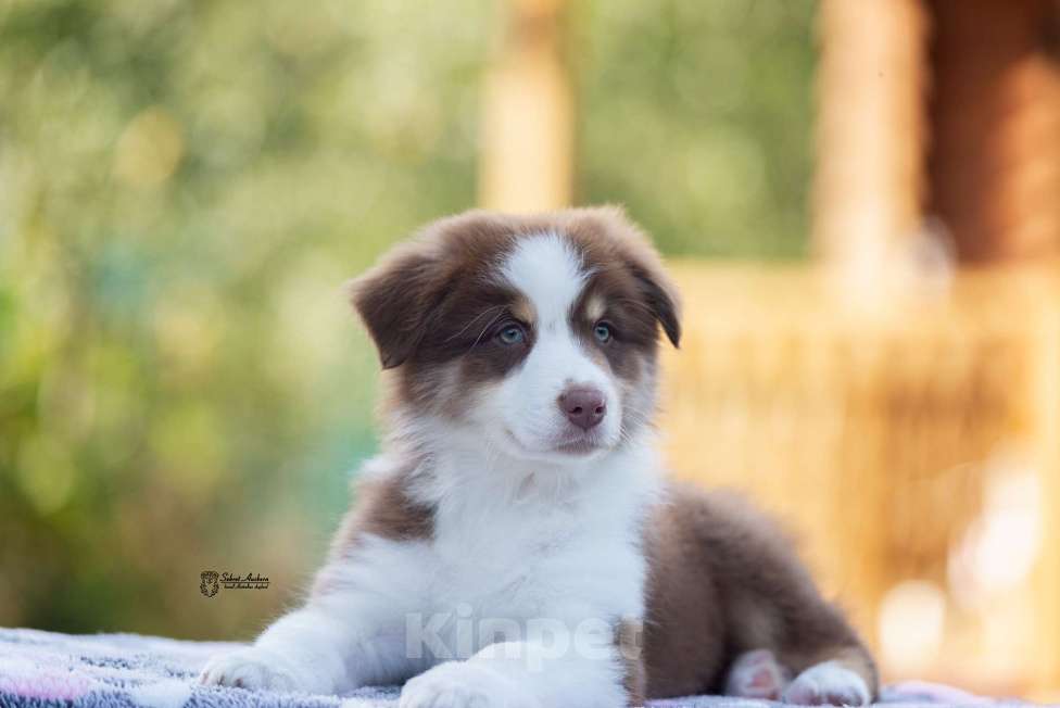 Собаки в Москве: австралийская овчарка аусси Мальчик, 60 000 руб. - фото 7