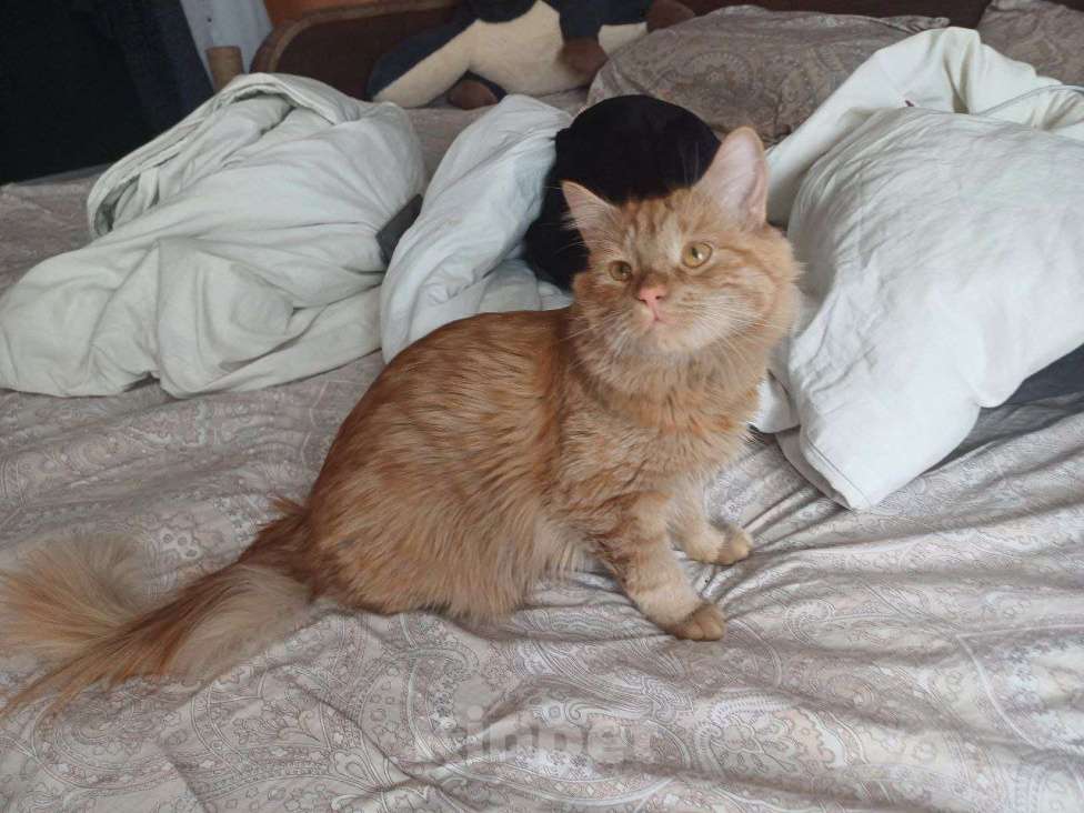 Кошки в Санкт-Петербурге: Котёнок 9 месяцев в добрые руки  Мальчик, Бесплатно - фото 2