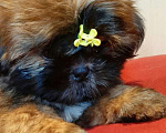 Собаки в Санкт-Петербурге: Девочка ши-тцу золото в черной маске Девочка, 40 000 руб. - фото 2