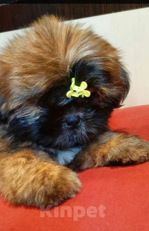 Собаки в Санкт-Петербурге: Девочка ши-тцу золото в черной маске Девочка, 40 000 руб. - фото 2