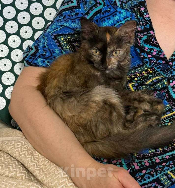 Кошки в Москве: котенок Лапа ищет дом Девочка, Бесплатно - фото 1