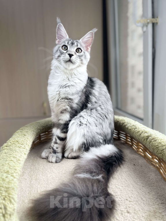 Кошки в Санкт-Петербурге: Деми Мур Девочка, 50 000 руб. - фото 3